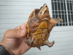 Claudius angustatus
