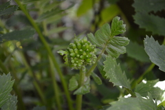 Packera sanguisorbae