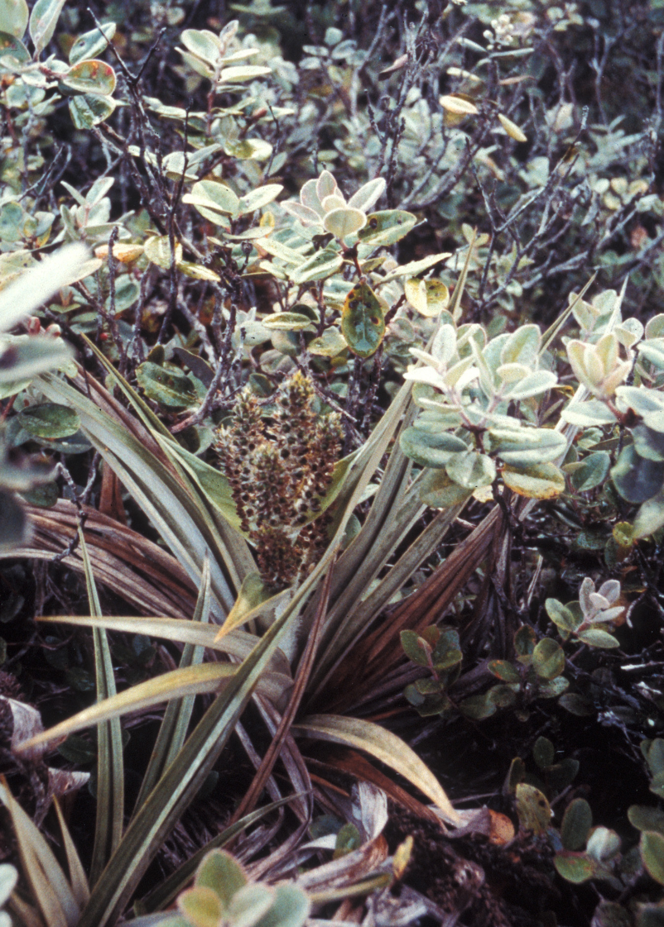 Astelia waialealae