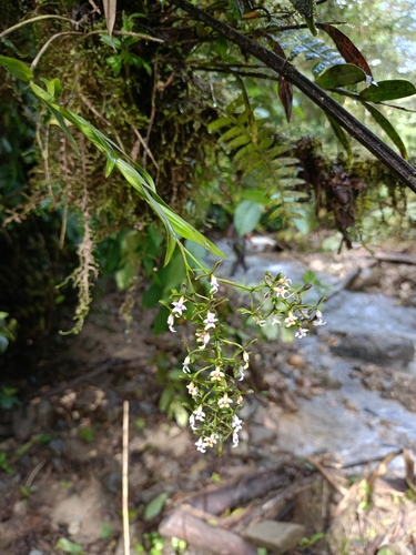 Epidendrum aguirrei Hágsater