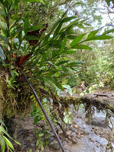 Epidendrum aguirrei Hágsater 2