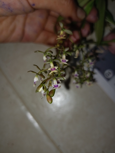 Epidendrum aguirrei Hágsater 3