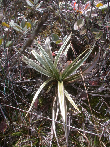 Astelia waialealae, 2007-01-15