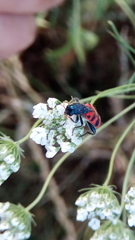 Trichodes leucopsideus