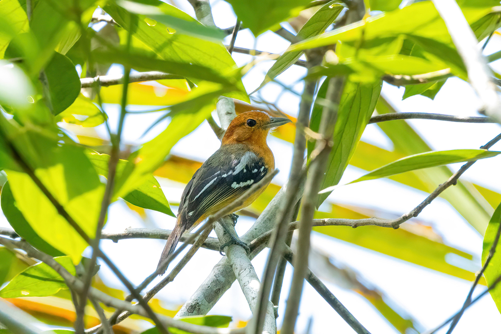 Amazonian Antshrike