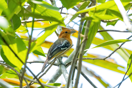 Amazonian Antshrike