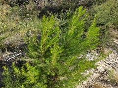 Persoonia mollis