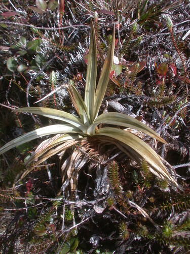 Astelia waialealae, 2007-03-09