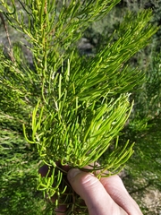 Persoonia mollis