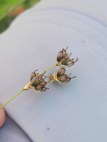Image of Juncus longistylis by (c) Norma Malinowski, some rights reserved (CC BY)