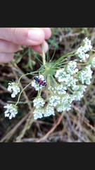 Trichodes leucopsideus