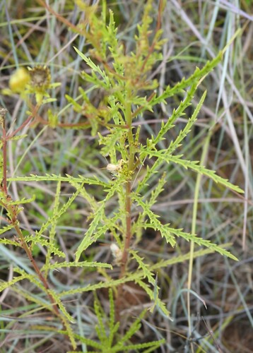 Image of Dysodiopsis tagetoides by (c) saltyhiker, some rights reserved (CC BY)