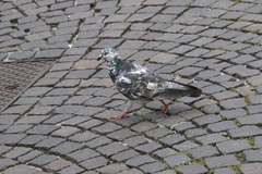 Columba livia domestica