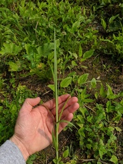 Carex sparganioides