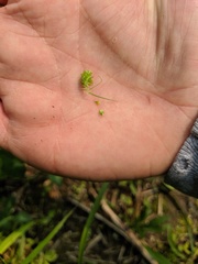 Carex sparganioides