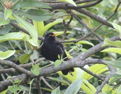 Turdus merula
