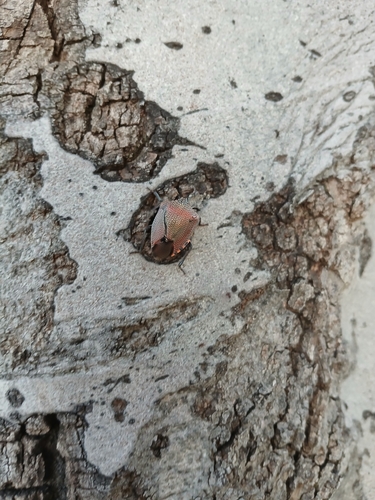 Stink bug photo 6