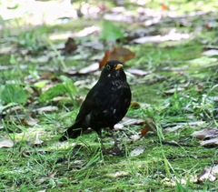 Turdus merula