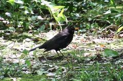Turdus merula