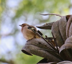 Fringilla coelebs
