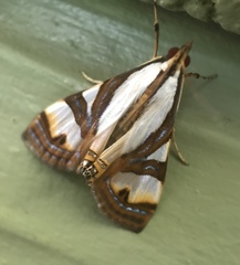 Glyphodes exquisitalis