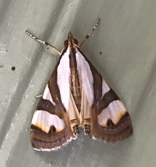 Glyphodes exquisitalis