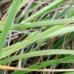 Conocephalus spartinae