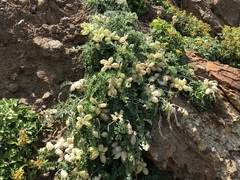Astragalus miguelensis