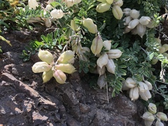 Astragalus miguelensis