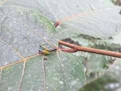 Liebermannacris dorsualis