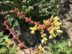 Dudleya greenei