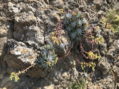 Dudleya greenei