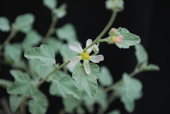 Sphaeralcea sulphurea