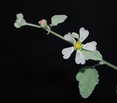 Sphaeralcea sulphurea