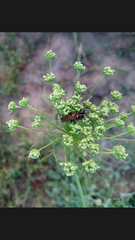 Stenopterus ater praeustus