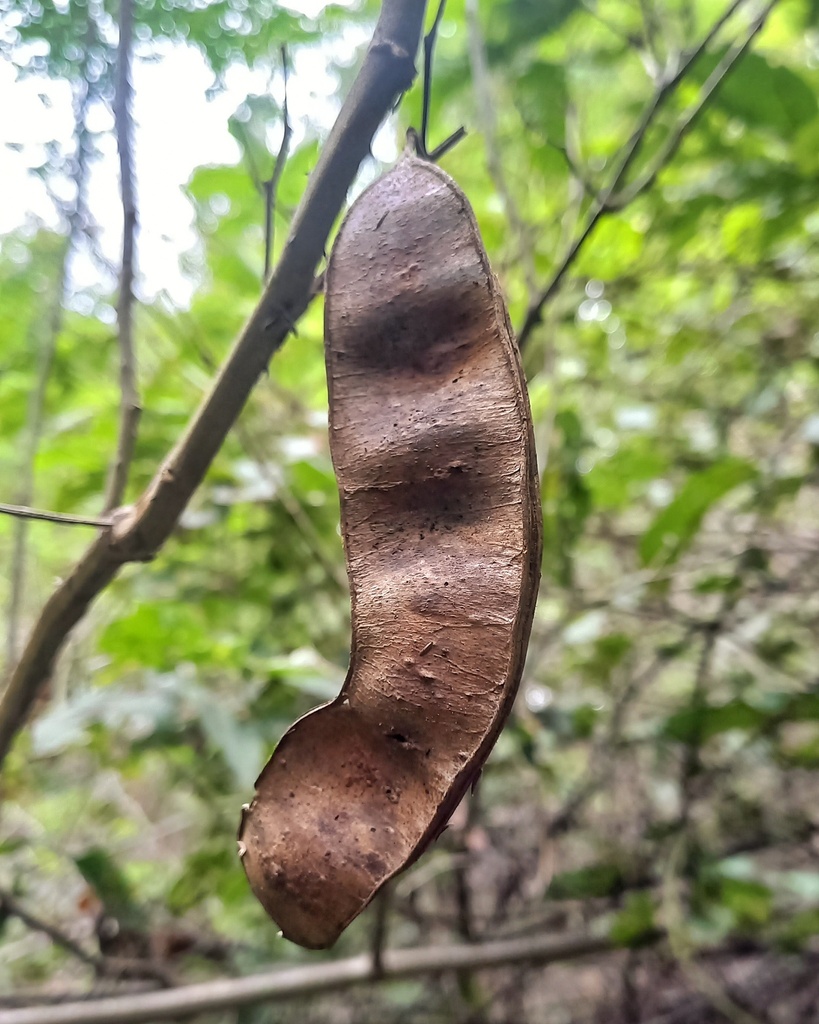 Senegalia riparia
