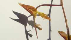 Gongora meneziana