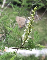 Satyrium favonius