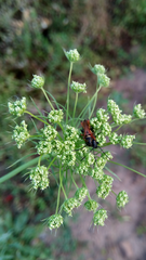 Stenopterus ater praeustus