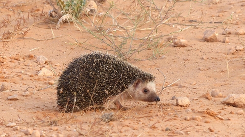 North African Hedgehog