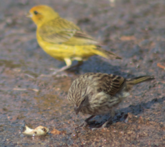Sicalis flaveola