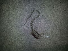 Bogertophis subocularis