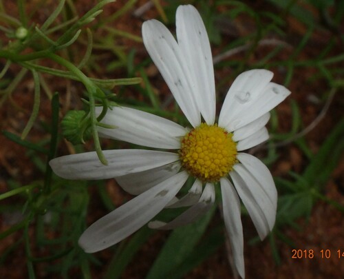 Brachycome multifide 4