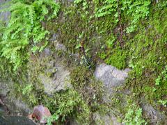 Polycanthagyna erythromelas