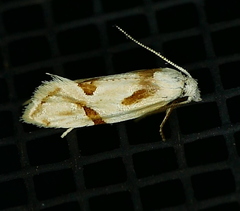 Aethes seriatana