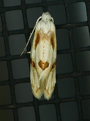 Aethes seriatana