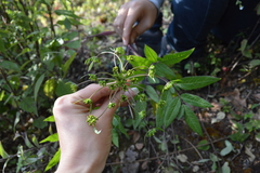 Arracacia atropurpurea