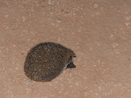 Desert Hedgehog