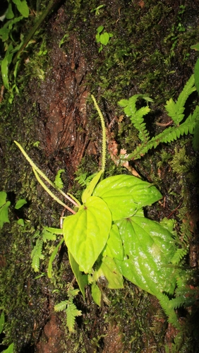 Peperomia philipsonii