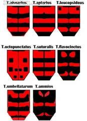 Trichodes leucopsideus
